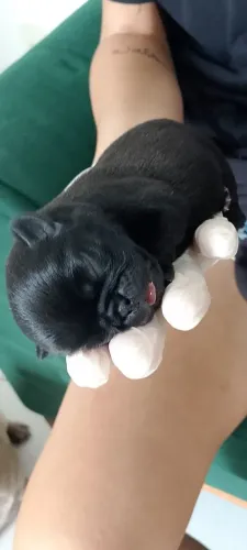 Pug fêmea preta