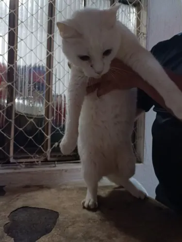 Doação Gato macho