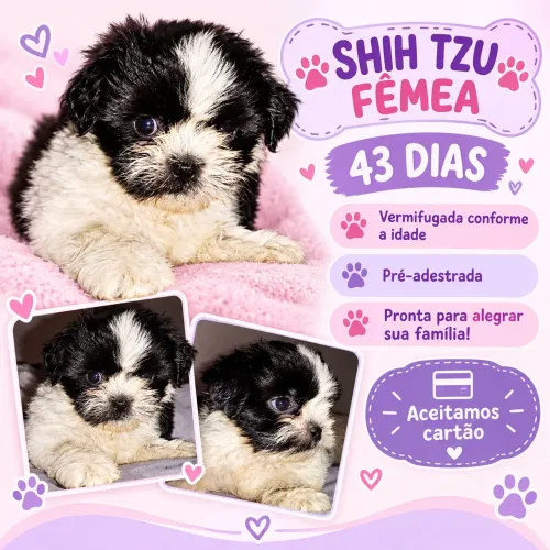 Fêmea shihtzu 