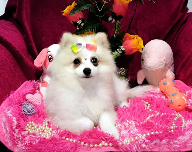 Linda Lulu da Pomerânia Anã