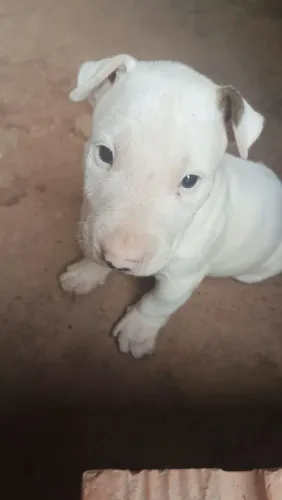 Filhote de bull terrier