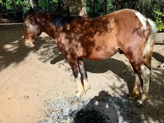 potro