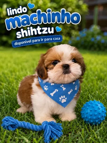 Shihtzu machinho disponível 