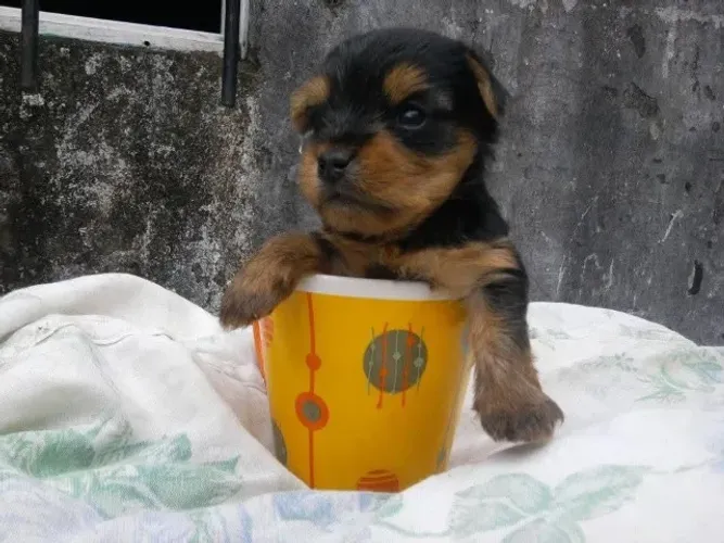 Filhotes de Yorkshire | Filhotes fofos disponíveis!