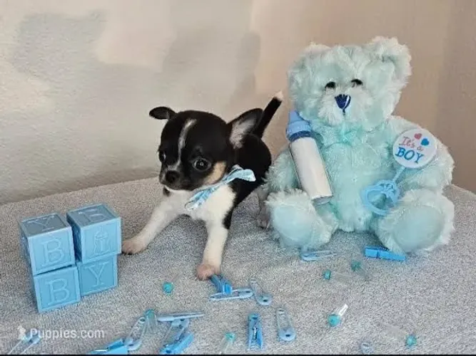 Não espere para ser feliz. Lindos mini chy's de bolsa 