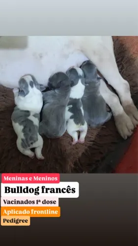 Filhotes de Bulldog francês exóticos