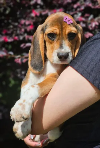 Beagle | Fêmeas Disponíveis