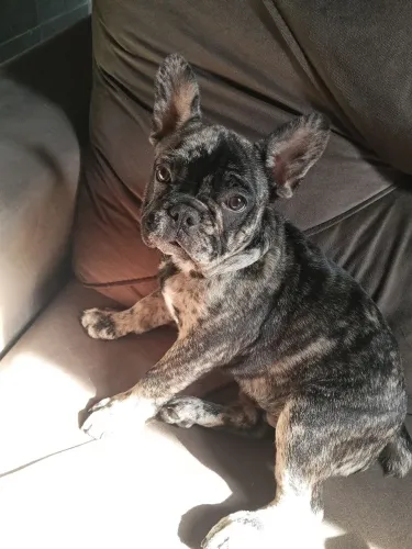 Cachorro 