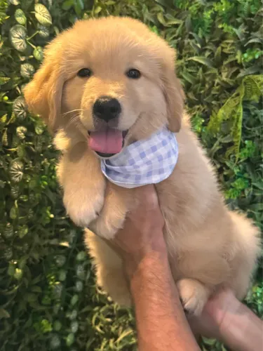 Golden Retriever