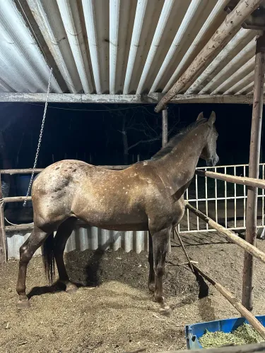 Vendo Cavalo Appalloosa 