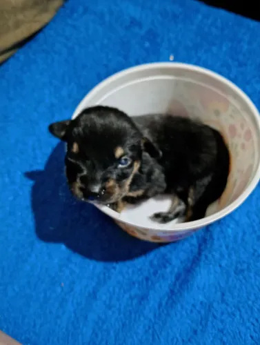 Filhotes de pinscher zero legítimos preço imperdível