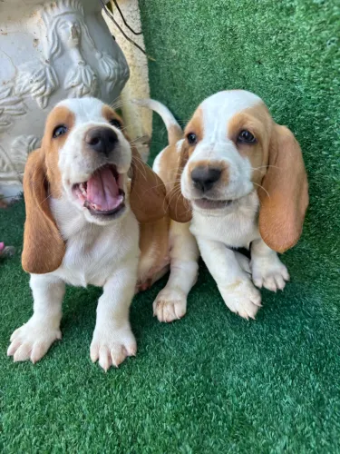 Basset hound