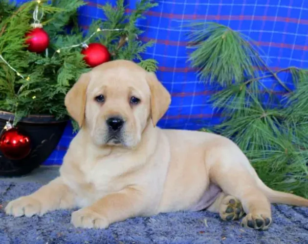 ? Labrador ? ÚLTIMO HOJE