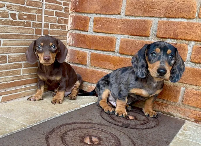 Dachshund Kaninchen - Salsicha Mini