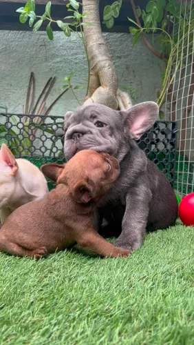 Filhote de buldogue francês