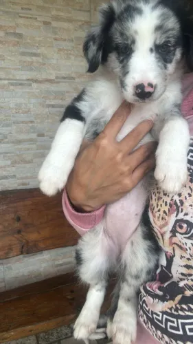  Conhecido como um dos cães mais inteligentes do mundo ? e também um dos mais amorosos.