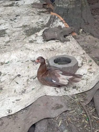 Pato