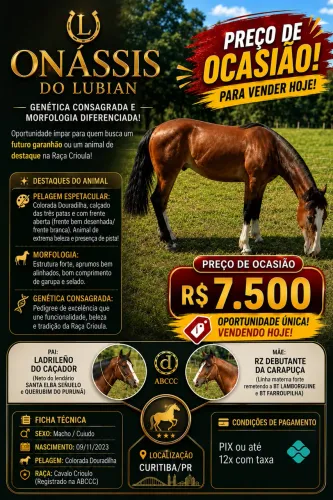 CAVALO CRIOULO