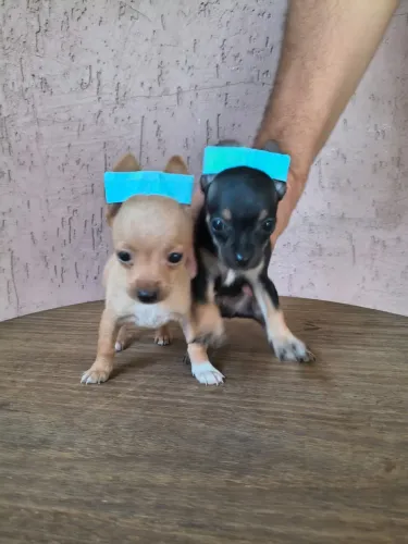 Pinscher mini disponível