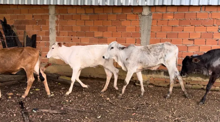 5 Bezerras (Anápolis)