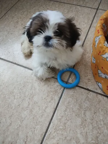 Vendo uma Shitzu