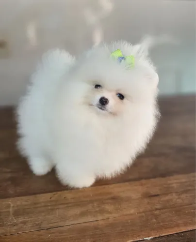 Filhotinhos de Lulu da pomerania