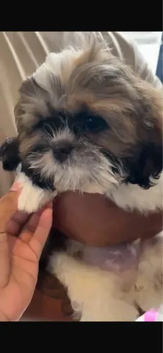 Shitzu