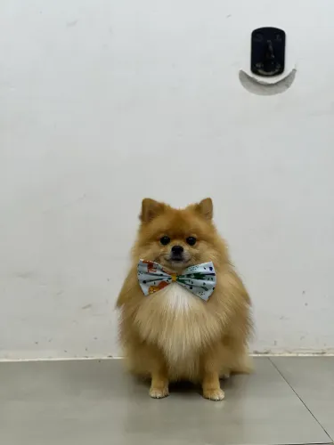 Lulu da Pomerania 
