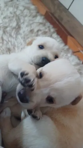 Cachorro doação