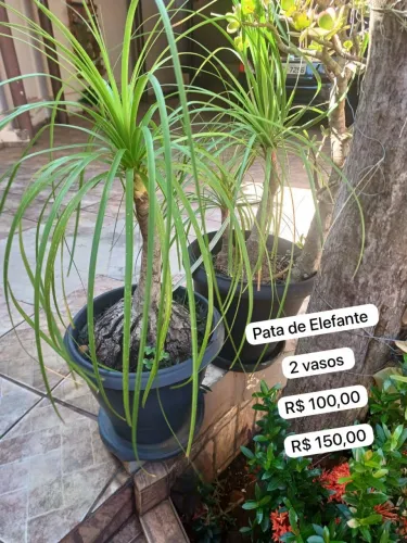 Vaso com Para de Elefante