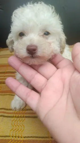Poodle branca fêmea e macho
