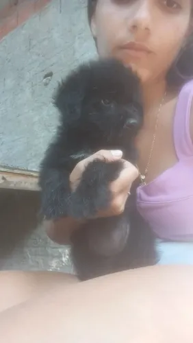 Estou vendendo dos cachorros uma fêmea e um macho eles são de faça pudos ?