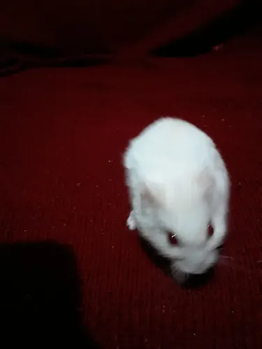 Hamster anão russo 
