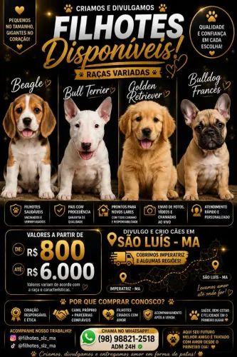 Bull terrier, Beagle, Golden, Bulldog francês e outros