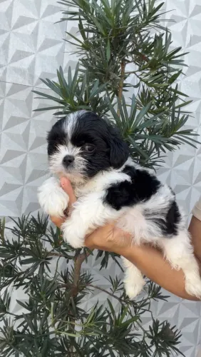 Shih Tzu bicolor macho 