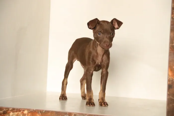 Pinscher chocolate Insta gram @filhotesfloresdooriente