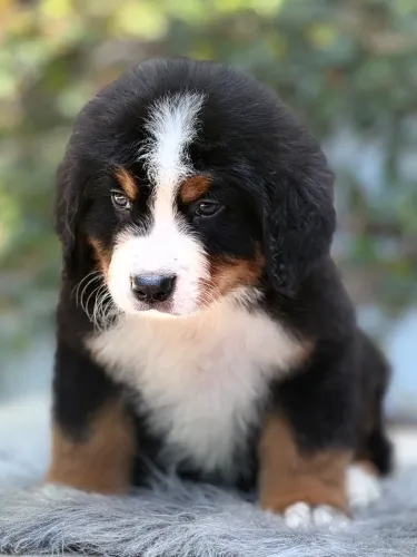 Bernese- Filhotes disponíveis com Pedigree CBKC