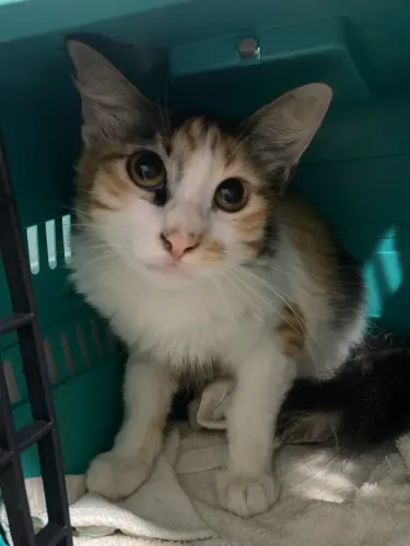 Gata Filhote Castrada Mestiça Angorá e Bobtail