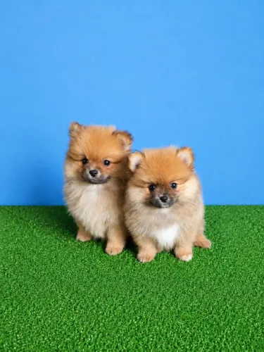 Cachorros e acessórios