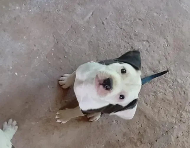 Filhotes de American Pit Bully Terrier