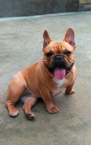 BULLDOG FRANCÊS FÊMEA