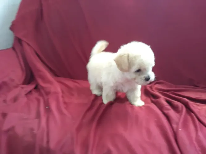 Poodle Mini 