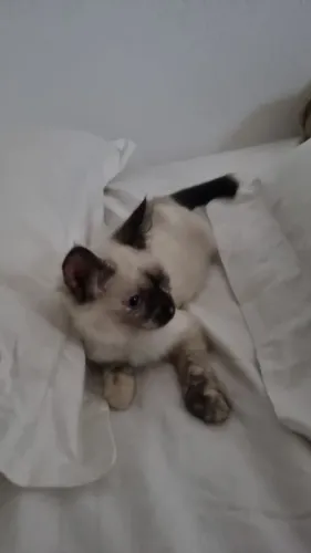 Doação gata femea siamesa