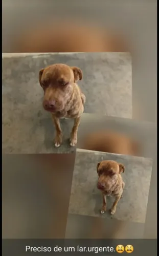 Cão para doação foi abandonado