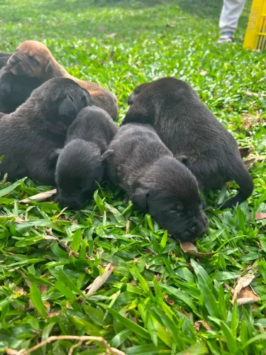 Filhotes de dog alemão x pastor alemão