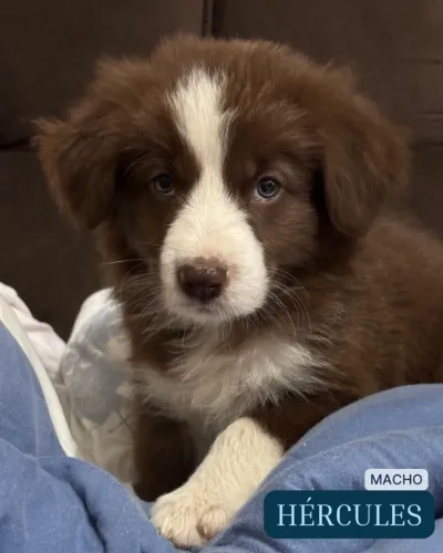 Filhotes de Border Collie