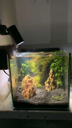Aquário plantado cubo