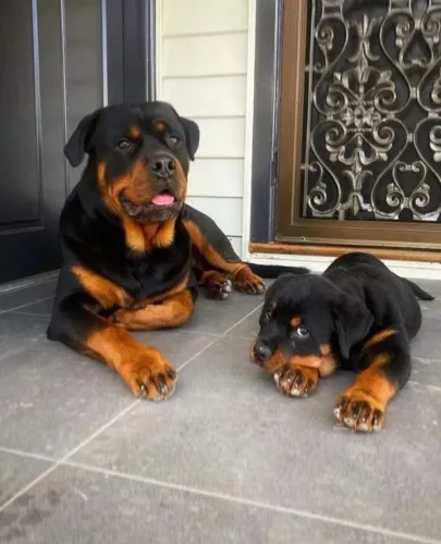 Rottweiler cabeça de touro amor sensacional n
