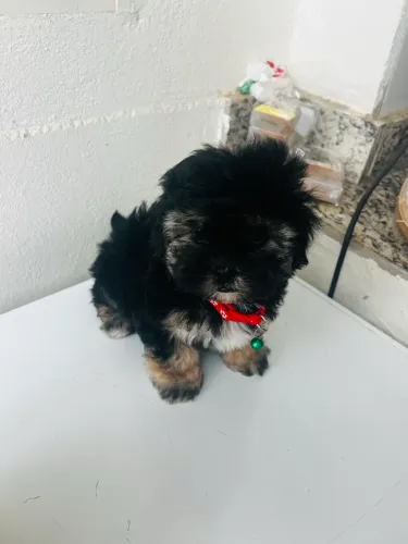 Machinho poodle micro toy