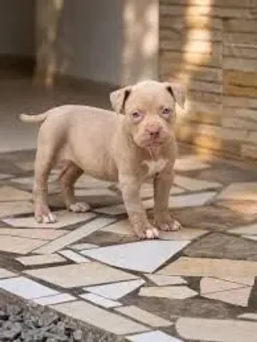 Filhotes de American Bully